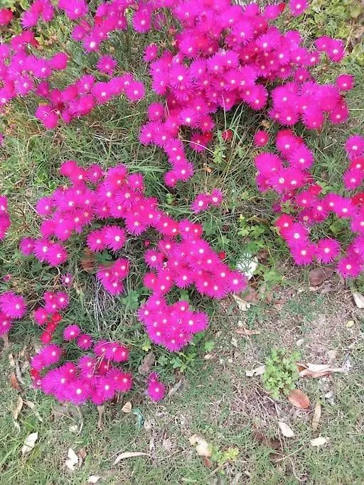 בית נופש Terra Mala Villetta Oleandri איטליה
